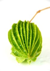 Liquorices fruit amazing fruits of Asia