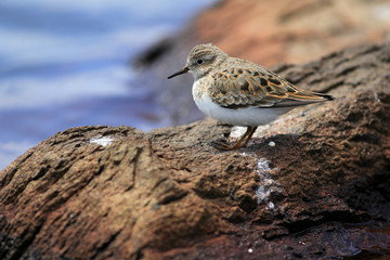 Temminick's Stint (Calidris temminckii) 