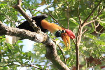 Fototapeta premium Knobbed Hornbill with large colorful bill 