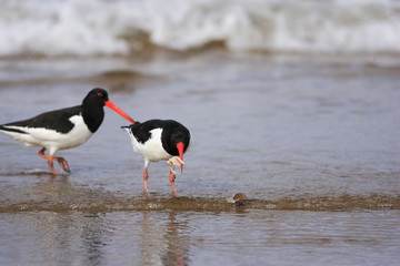 Eurasian Oystercatcher (Haematopus ostralegus)  in Japan