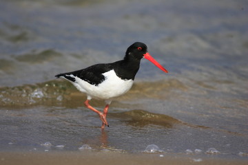 Eurasian Oystercatcher (Haematopus ostralegus)  in Japan