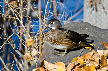 Female Wood Duck in Autumn