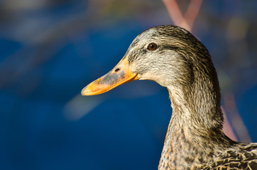 Female Mallard Duck Profile