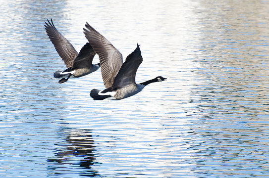 Canada Geese Taking to Flight from the Water
