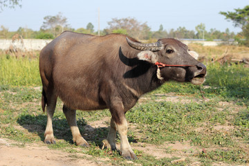 Thai  buffalo looking on field