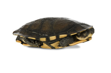 Fototapeta premium Australian long-necked turtle on white, with clipping path.