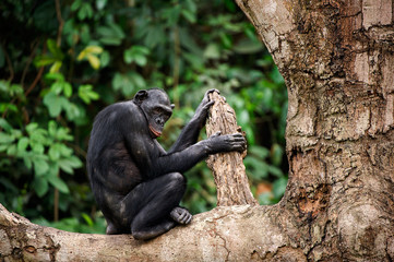  Bonobo on a tree branch.