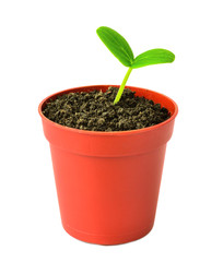 seedling of  plant in flowerpot is isolated on white background