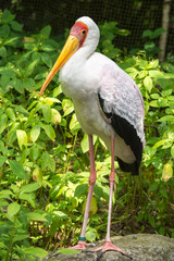 Painted stork standing on a stone (Mycteria leucocephala)
