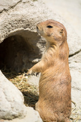 Prairie dog (genus Cynomys) standing up on his legs