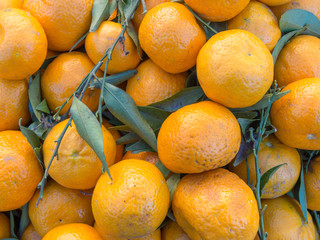 Mandarini (Citrus reticulata)