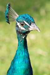 Obraz premium Portrait of a colorful male peacock (Pavo)