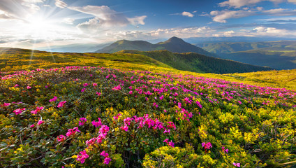 Fototapeta premium Magic pink rhododendron flowers on summer mountain