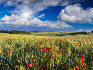 Poppy Flowers in a Wheat Field