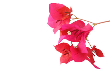 Bougainvillea flower isolated on white background