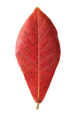 Red malabar leaf isolated on white background