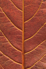 Obraz premium Malabar leaf texture.