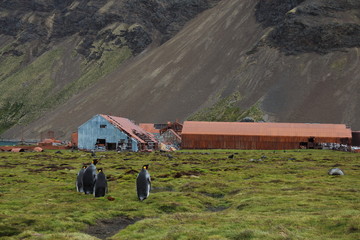 King penguins, Stromness, South Georgia