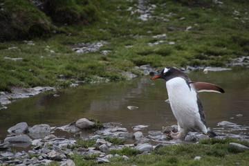 Gentoo penguin, Stromness, South Georgia