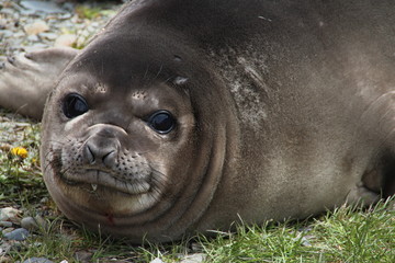 Elephant seal, Grytviken, South-Georgia