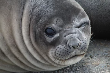 Foto op Plexiglas anti-reflex Elephant seal, Grytviken, South-Georgia © evenfh