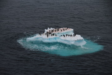 Chinstrap and Adelie penguins on iceberg, Antarctica