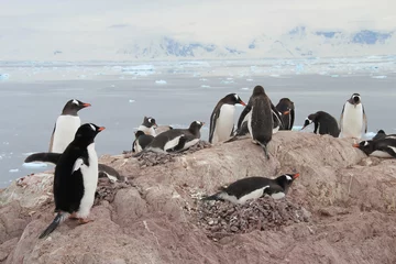 Foto auf Glas Gentoo penguins, Neko Harbor, Antarctica © evenfh