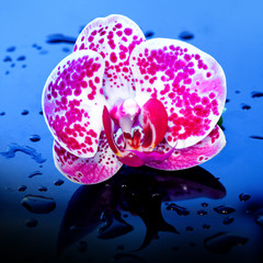 Fototapeta premium Flower Orchid in water drops