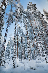 Fototapeta premium Winter snow covered trees against the blue sky