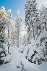 Winter snow covered trees. Viitna, Estonia.