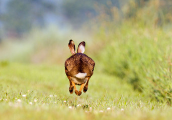 Running Hare
