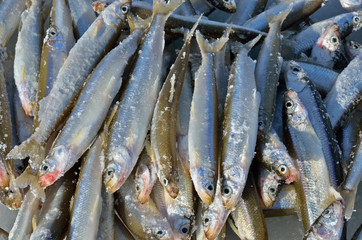 Obraz premium Catch on winter fishing 20