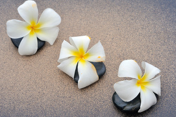 white  frangipani flower with  zen stones