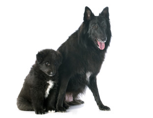 puppy and adult groenendael