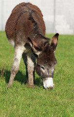 brown donkey