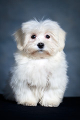 White Puppy Maltese dog