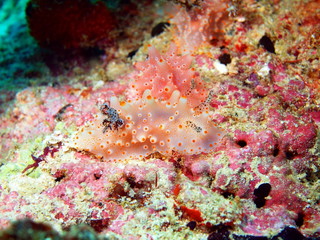 Fototapeta na wymiar Sea slug, island Maktan, Philippine