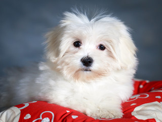 White Puppy Maltese dog