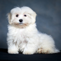 White Puppy Maltese dog