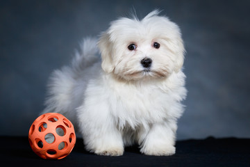 White Puppy Maltese dog