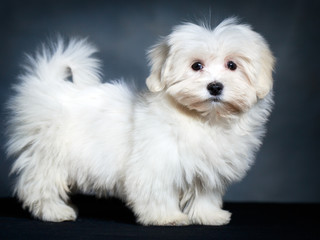 White Puppy Maltese dog