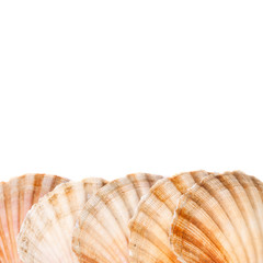 Scallops with copy space above