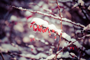 red berries covered with snow at winter