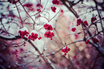 red berries covered with snow at winter