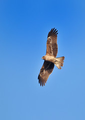 Fototapeta premium トンビ