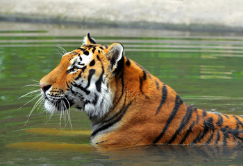 Naklejka premium Siberian Tiger in water