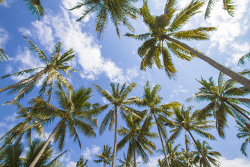 Palms under the sky