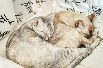 Two slepping Cats