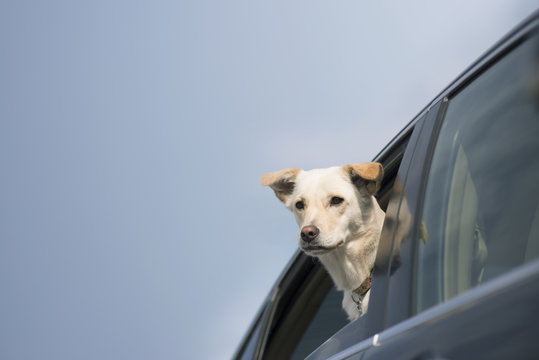 156 Best 雑種犬 Images Stock Photos Vectors Adobe Stock