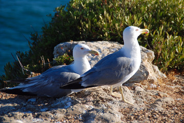 GAVIOTAS EN UN ACANTILADO EN LA MAR, COSTA
